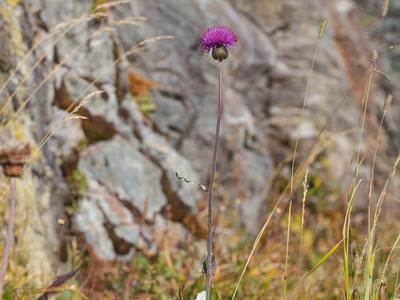 cirsium heterophyllum