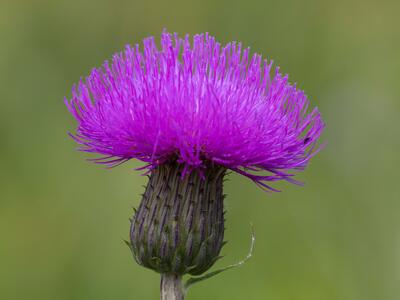 cirsium heterophyllum detail