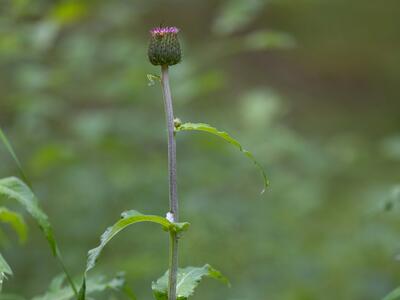 cirsium heterophyllum habitus