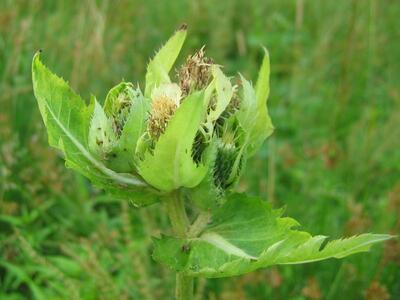 cirsium oleraceum