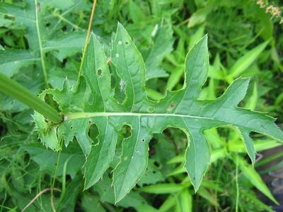 cirsium oleraceum blatt