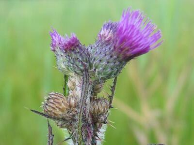 cirsium palustre