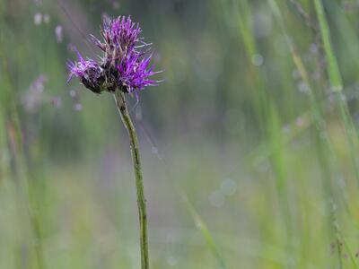 cirsium pannonicum