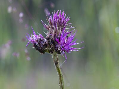cirsium pannonicum detail