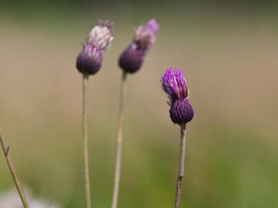 cirsium rivulare