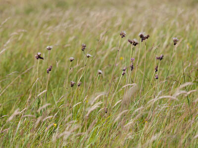 cirsium rivulare habitus