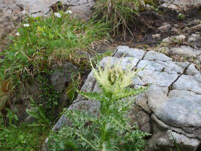 cirsium spinosissimum