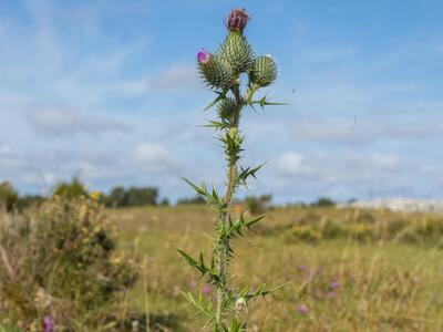 cirsium vulgare