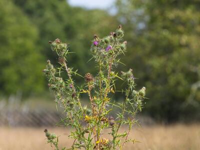 cirsium vulgare habitus