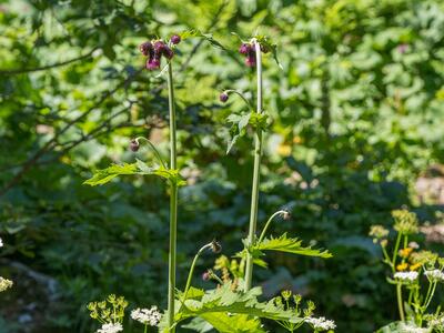 cirsium waldsteinii