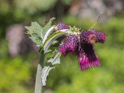 cirsium waldsteinii detail