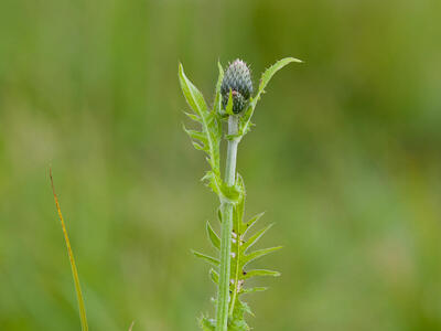 cirsium x erucagineum