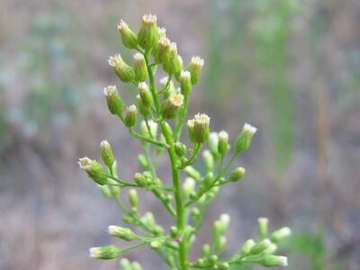 conyza canadensis