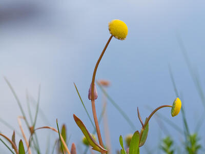 cotula coronopifolia