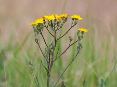 crepis capillaris