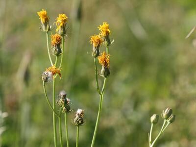 crepis conyzifolia