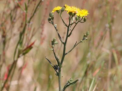 crepis paludosa