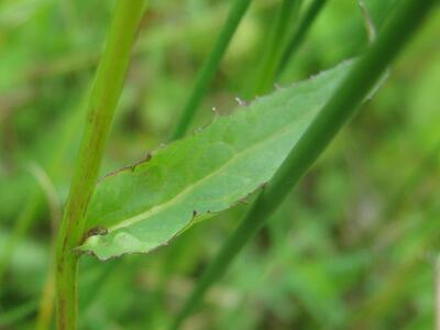 crepis paludosa blatt