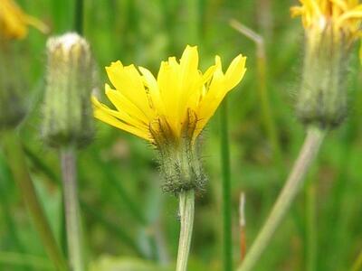 crepis paludosa detail