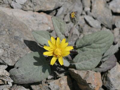 crepis pygmaea