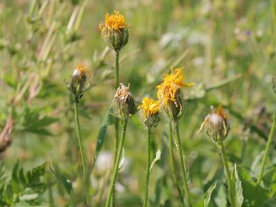 crepis pyrenaica