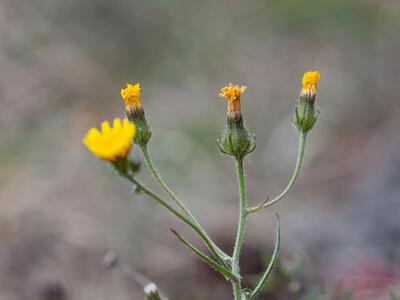 crepis tectorum ssp glabrescens