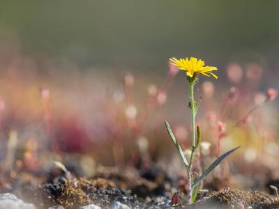 crepis tectorum ssp pumila