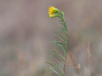 crinitaria linosyris