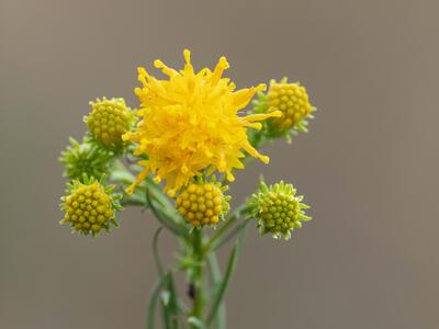 crinitaria linosyris detail