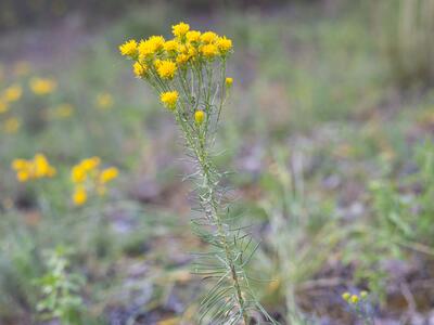 crinitaria linosyris habitus