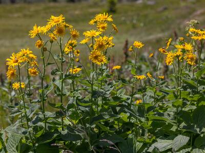 doronicum austriacum