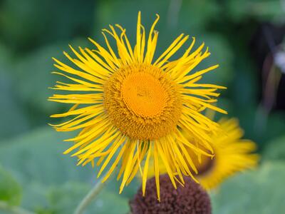 doronicum austriacum detail