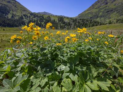 doronicum austriacum habitus