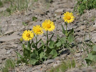 doronicum grandiflorum