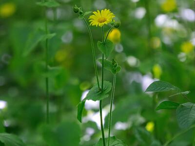 doronicum pardalianches