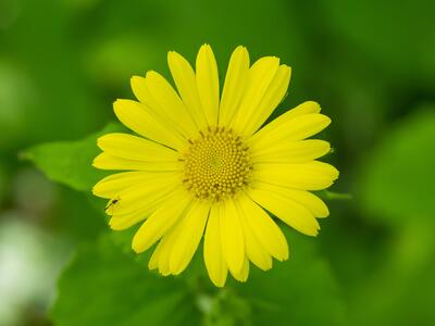 doronicum pardalianches bluete