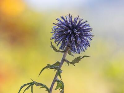 echinops exaltatus