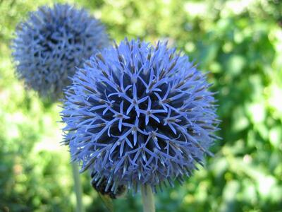 echinops ritro