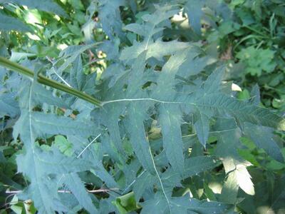 echinops ritro blatt