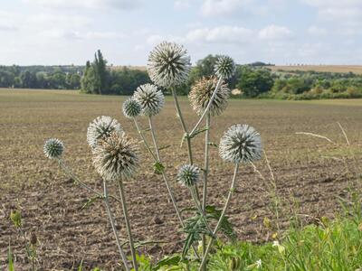 echinops sphaerocephalus