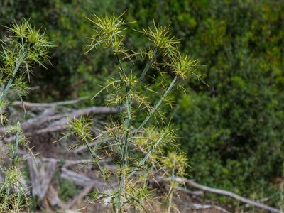 echinops spinosissimus ssp bithynicus