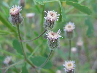 erigeron acris ssp acris