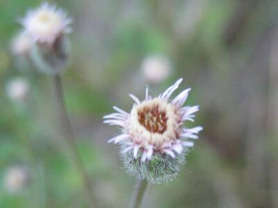 erigeron acris ssp acris bluete