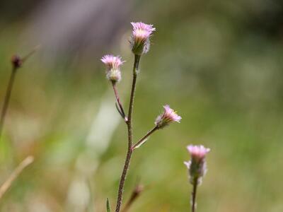 erigeron alpinus