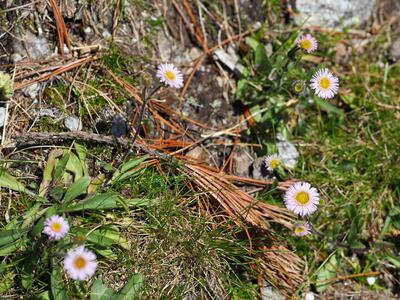 erigeron alpinus habitus