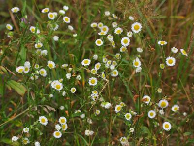 erigeron annuus ssp annuus