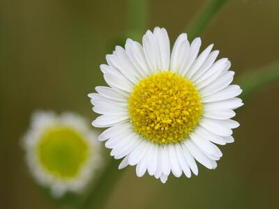 erigeron annuus ssp annuus bluete