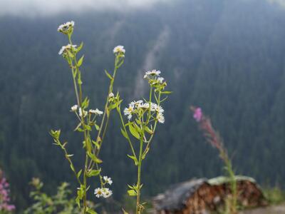 erigeron annuus ssp strigosus