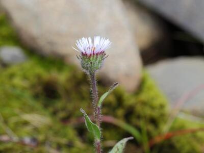 erigeron borealis