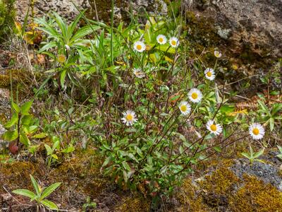 erigeron karvinskianus